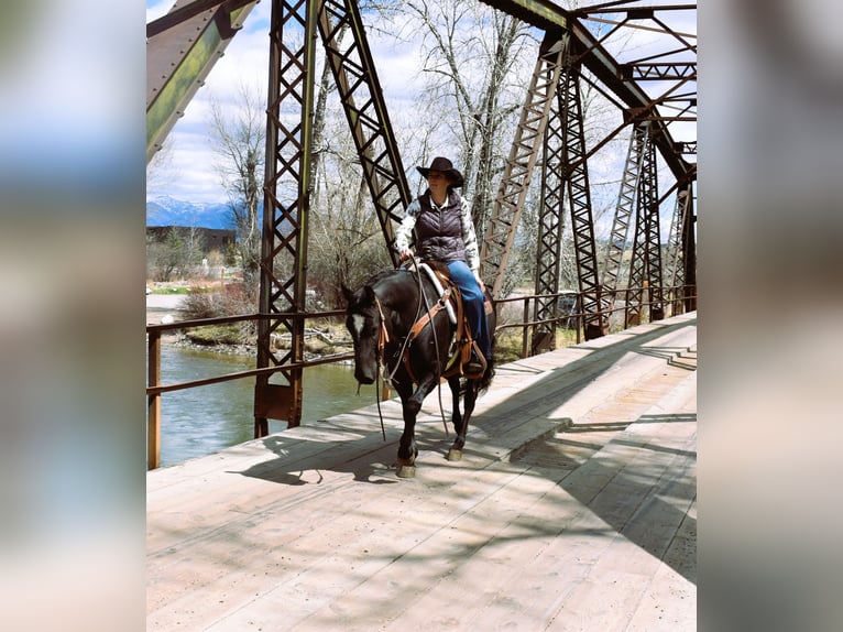 Quarter horse américain Hongre 5 Ans Noir in Bozeman