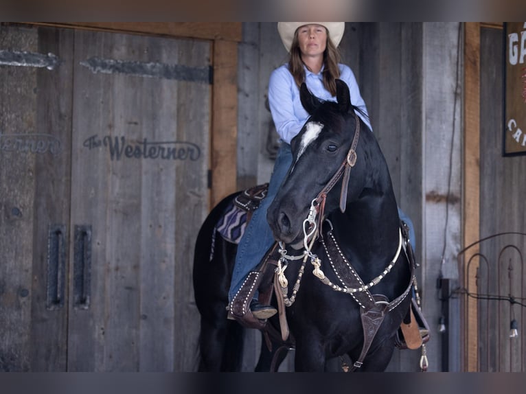 Quarter horse américain Hongre 5 Ans Noir in Bozeman