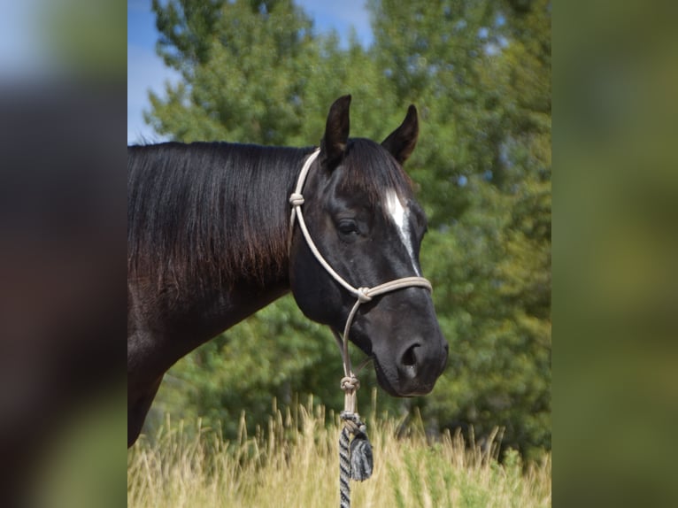 Quarter horse américain Hongre 5 Ans Noir in Bozeman