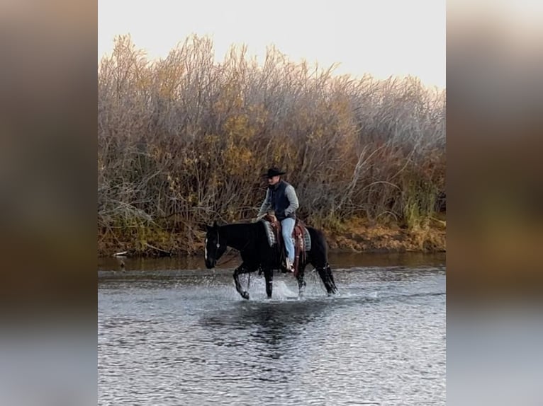 Quarter horse américain Croisé Hongre 5 Ans Noir in Rexburg, ID