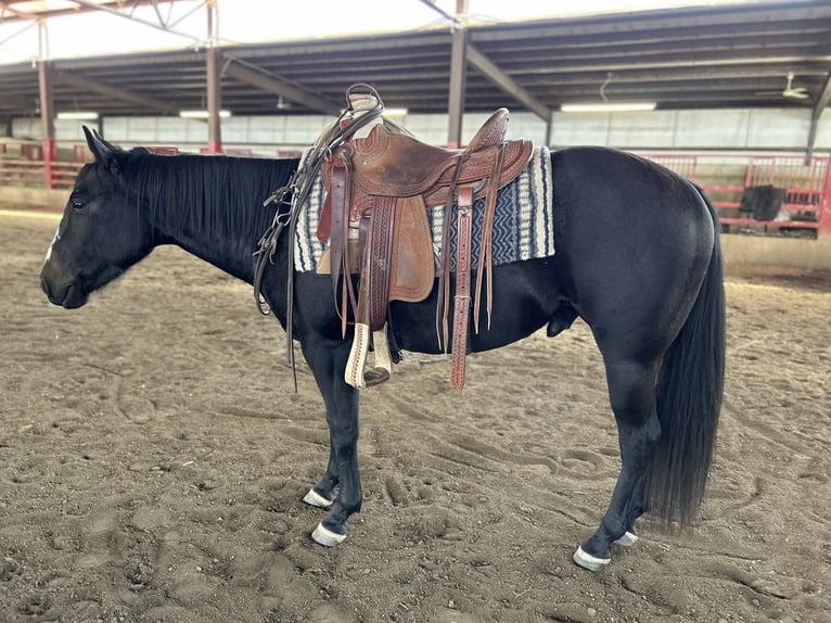Quarter horse américain Croisé Hongre 5 Ans Noir in Rexburg, ID