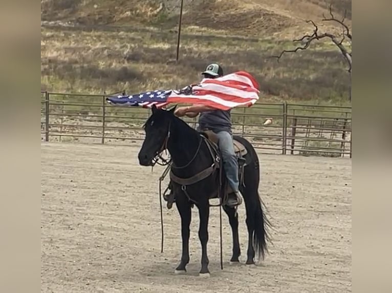 Quarter horse américain Hongre 5 Ans Noir in Paicines CA