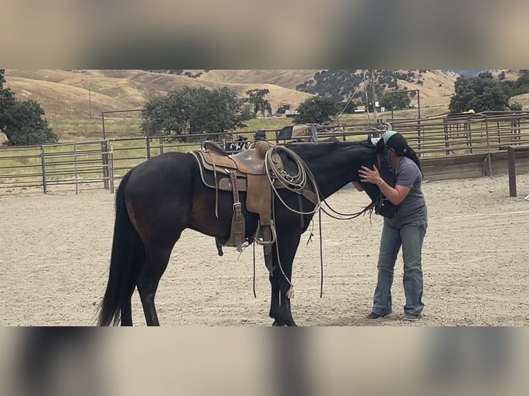 Quarter horse américain Hongre 5 Ans Noir in Paicines CA