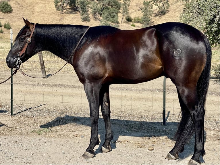 Quarter horse américain Hongre 5 Ans Noir in Paicines CA