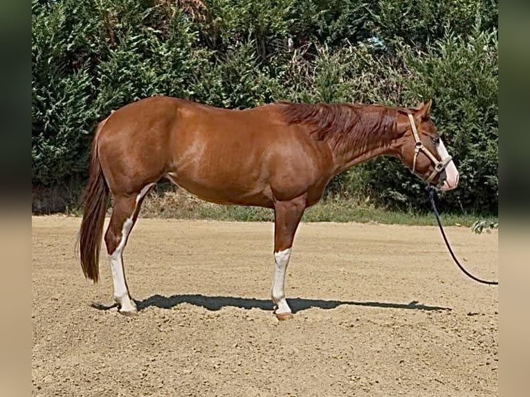Quarter horse américain Hongre 5 Ans Overo-toutes couleurs in Capocolle