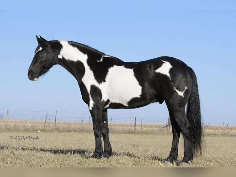 Quarter horse américain Hongre 5 Ans Overo-toutes couleurs in Fairbank IA