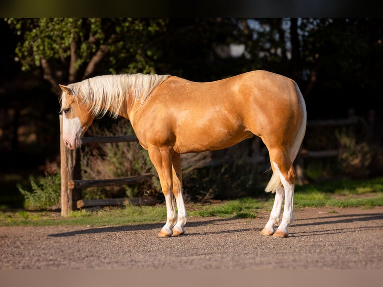 Quarter horse américain Hongre 5 Ans Palomino in Amarillo