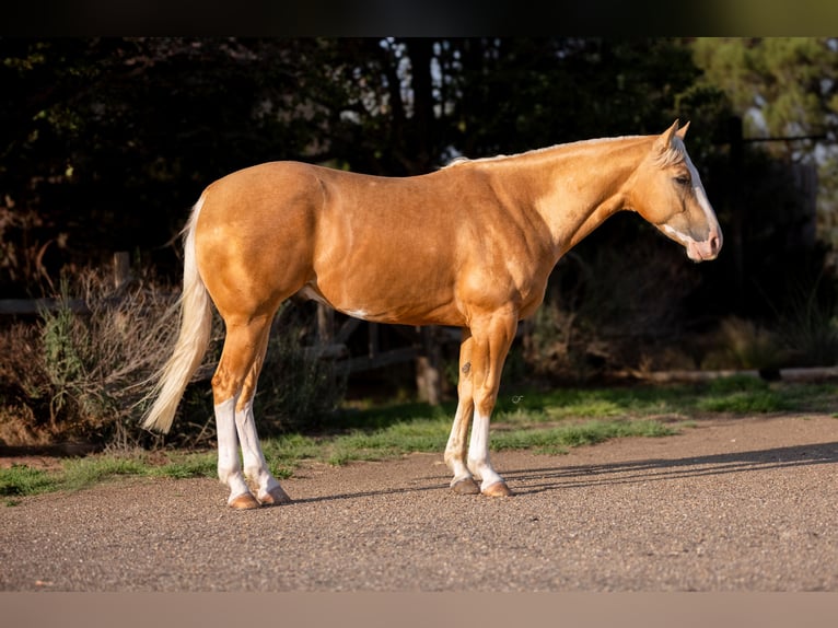 Quarter horse américain Hongre 5 Ans Palomino in Amarillo