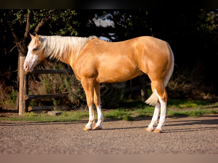 Quarter horse américain Hongre 5 Ans Palomino in Amarillo