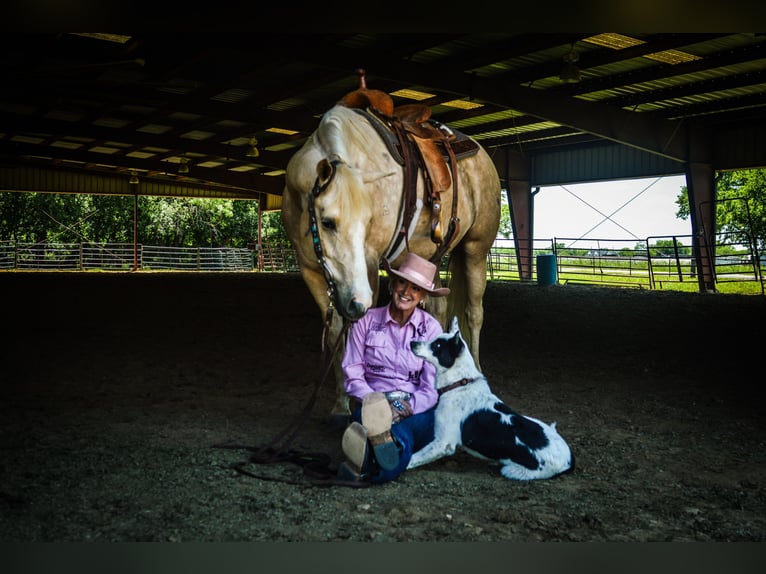 Quarter horse américain Hongre 5 Ans Palomino in Aubrey