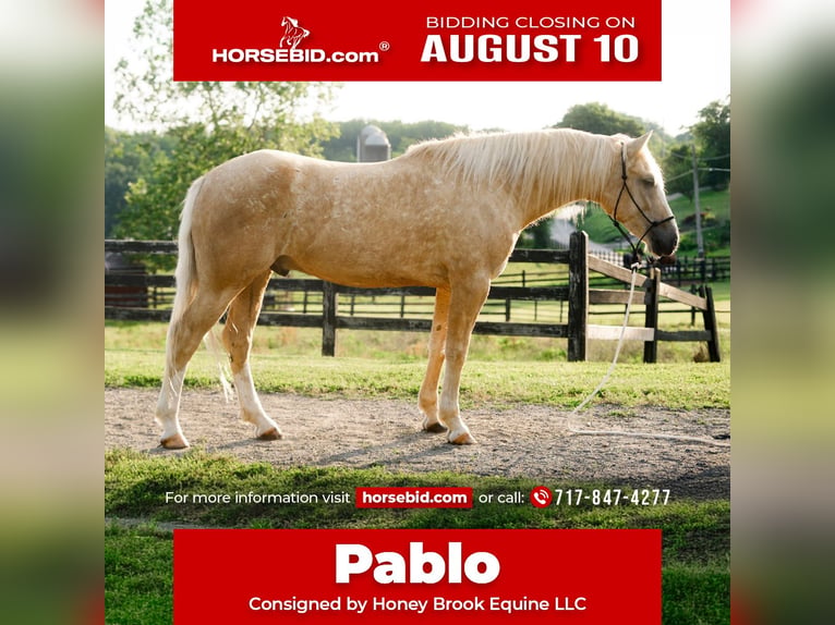 Quarter horse américain Hongre 5 Ans Palomino in Honey Brook