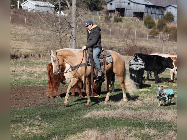 Quarter horse américain Hongre 5 Ans Palomino in Mount Vernon