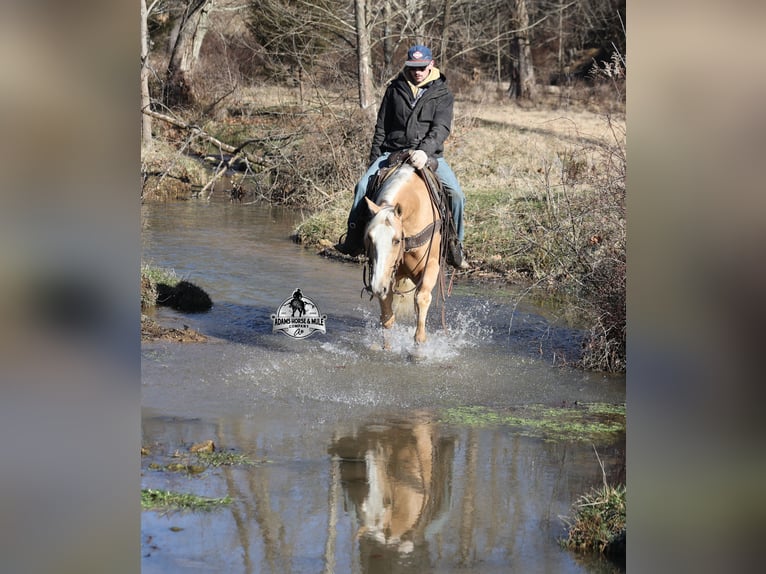 Quarter horse américain Hongre 5 Ans Palomino in Mount Vernon