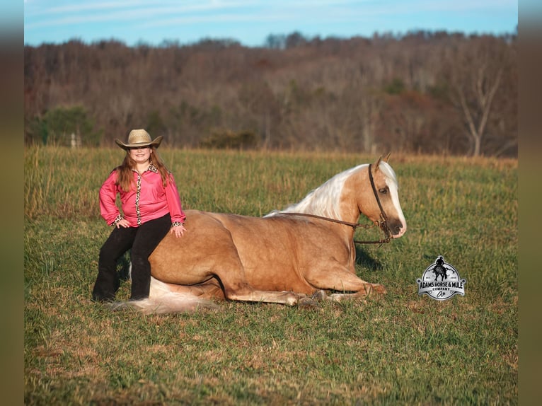 Quarter horse américain Hongre 5 Ans Palomino in Mount Vernon