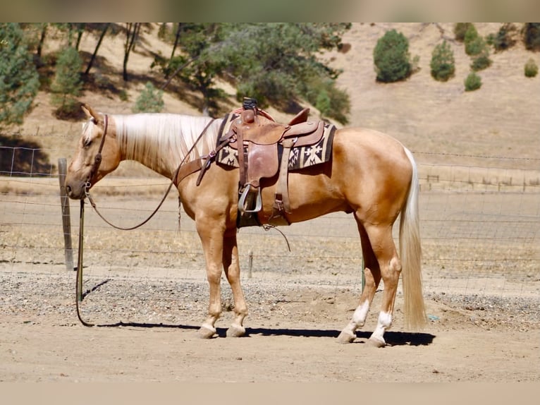 Quarter horse américain Hongre 5 Ans Palomino in Tres Pinos