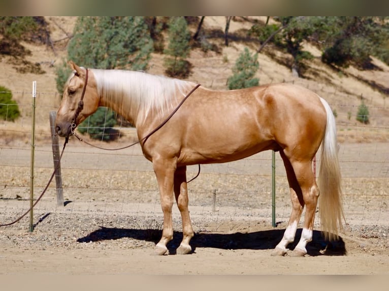 Quarter horse américain Hongre 5 Ans Palomino in Tres Pinos