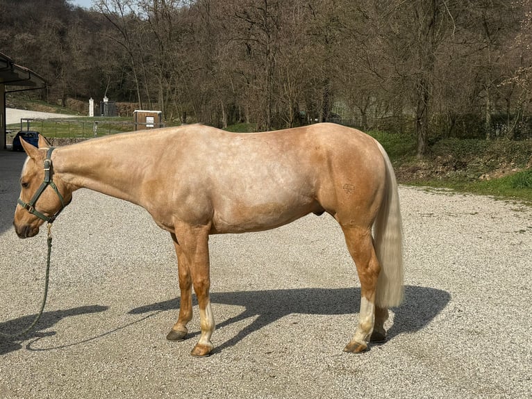 Quarter horse américain Hongre 5 Ans Palomino in Padova