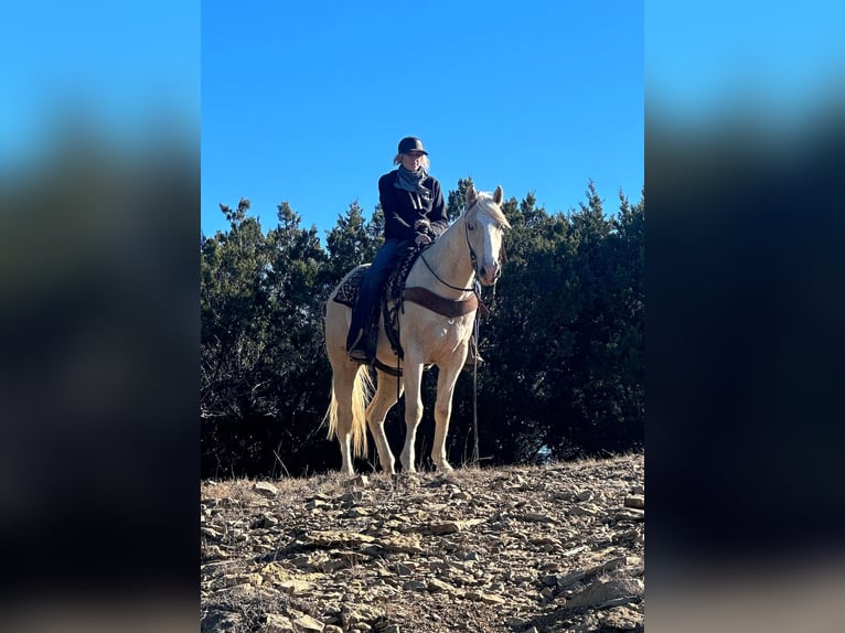 Quarter horse américain Hongre 5 Ans Palomino in Jacksboro TX