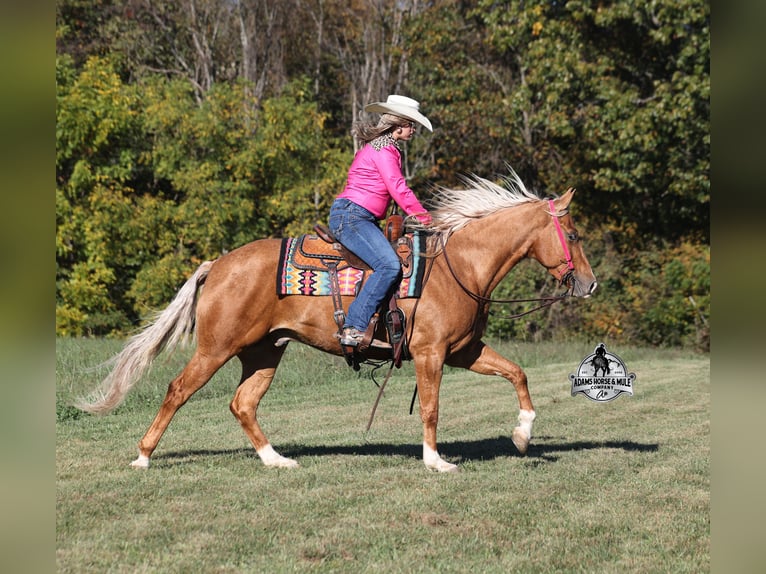 Quarter horse américain Hongre 5 Ans Palomino in Wickenburg