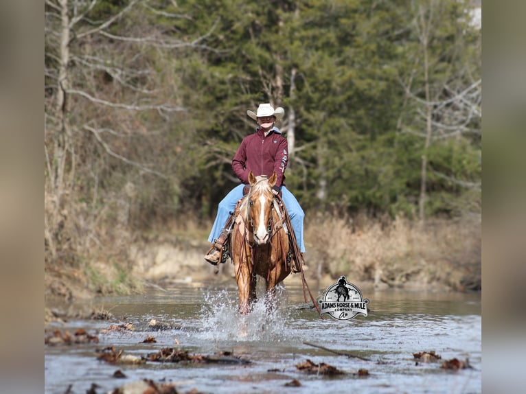 Quarter horse américain Hongre 5 Ans Palomino in Wickenburg