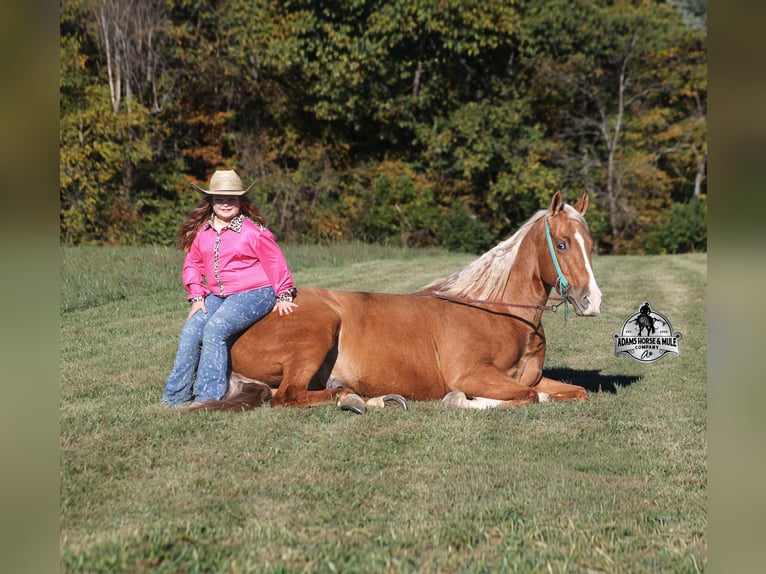 Quarter horse américain Hongre 5 Ans Palomino in Wickenburg