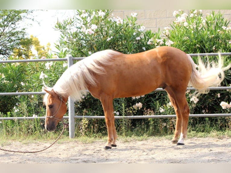 Quarter horse américain Hongre 5 Ans Palomino in Caluso