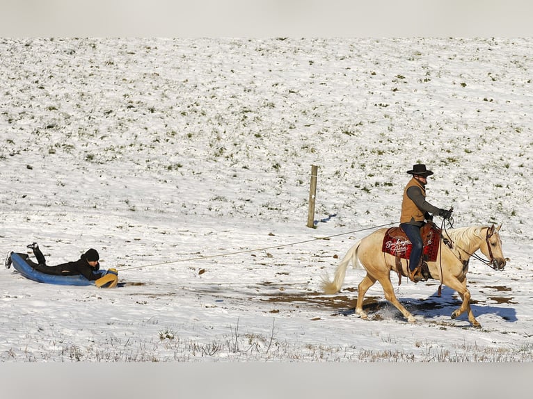 Quarter horse américain Hongre 5 Ans Palomino in Millersburg