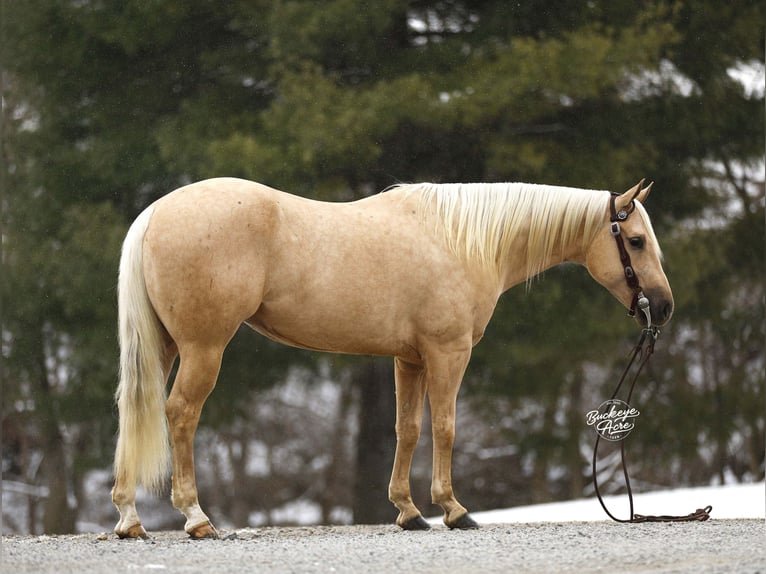 Quarter horse américain Hongre 5 Ans Palomino in Millersburg