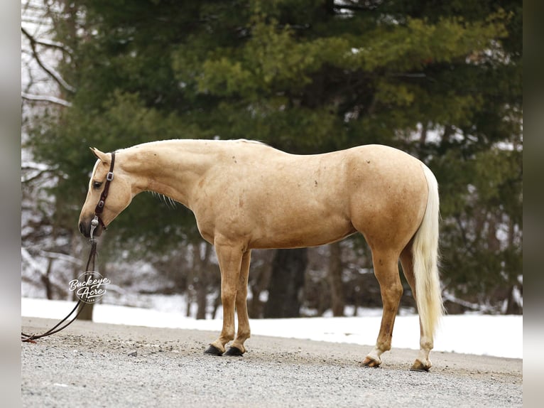 Quarter horse américain Hongre 5 Ans Palomino in Millersburg