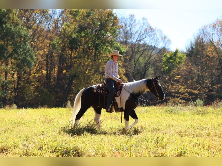 Quarter horse américain Hongre 5 Ans Pinto in Needmore