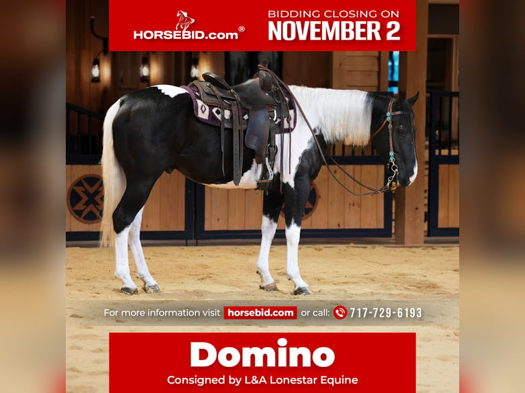 Quarter horse américain Hongre 5 Ans Pinto in Needmore