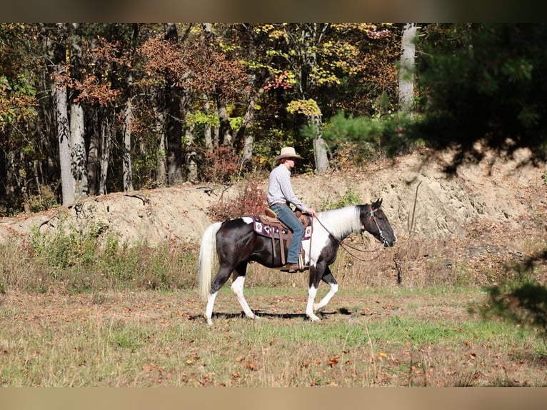 Quarter horse américain Hongre 5 Ans Pinto in Needmore
