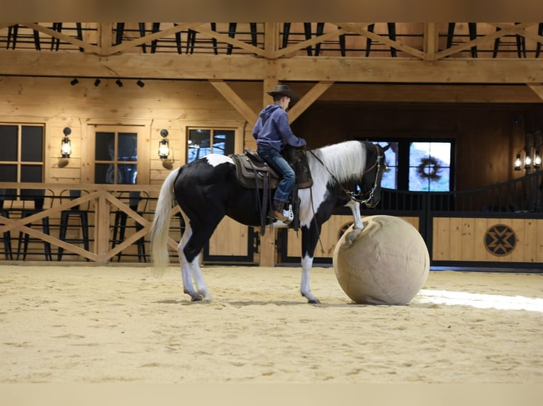 Quarter horse américain Hongre 5 Ans Pinto in Needmore