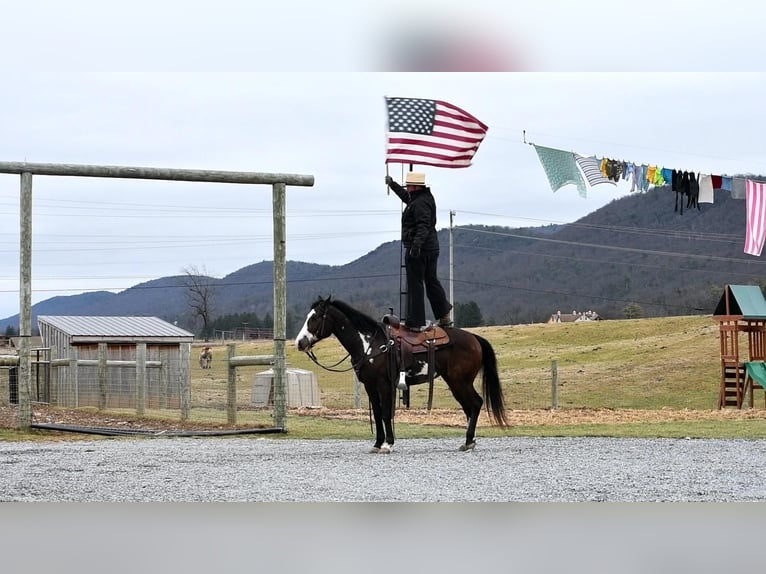 Quarter horse américain Hongre 5 Ans in Rebersburg, PA