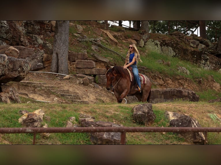 Quarter horse américain Hongre 5 Ans Roan-Bay in Quitman