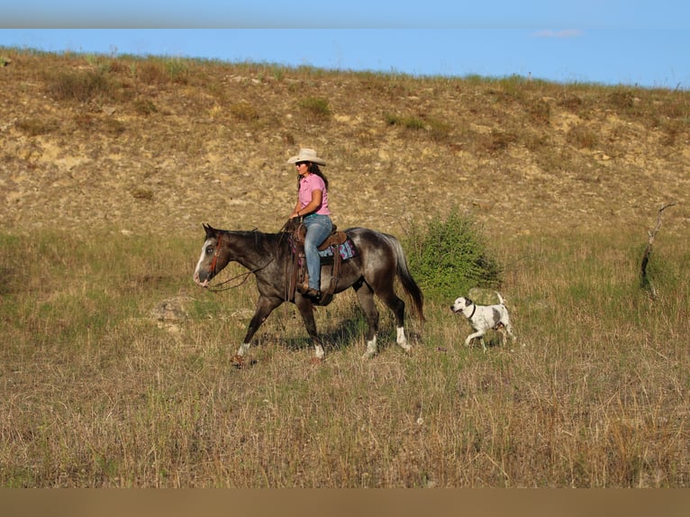 Quarter horse américain Hongre 5 Ans Roan-Bay in Stephenville TX