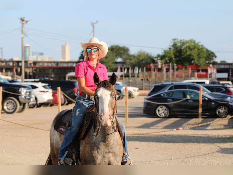 Quarter horse américain Hongre 5 Ans Roan-Bay in Stephenville TX