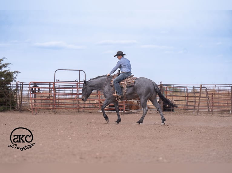 Quarter horse américain Hongre 5 Ans Rouan Bleu in Canyon