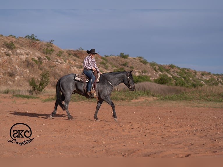 Quarter horse américain Hongre 5 Ans Rouan Bleu in Canyon
