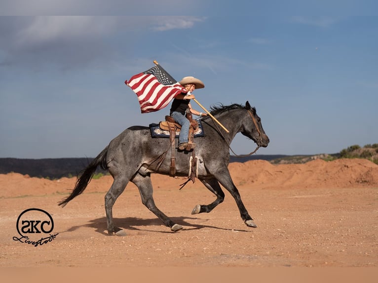 Quarter horse américain Hongre 5 Ans Rouan Bleu in Canyon