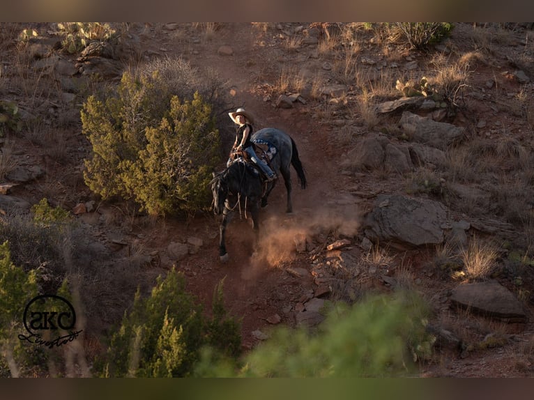 Quarter horse américain Hongre 5 Ans Rouan Bleu in Canyon