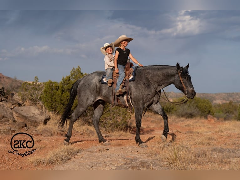 Quarter horse américain Hongre 5 Ans Rouan Bleu in Canyon