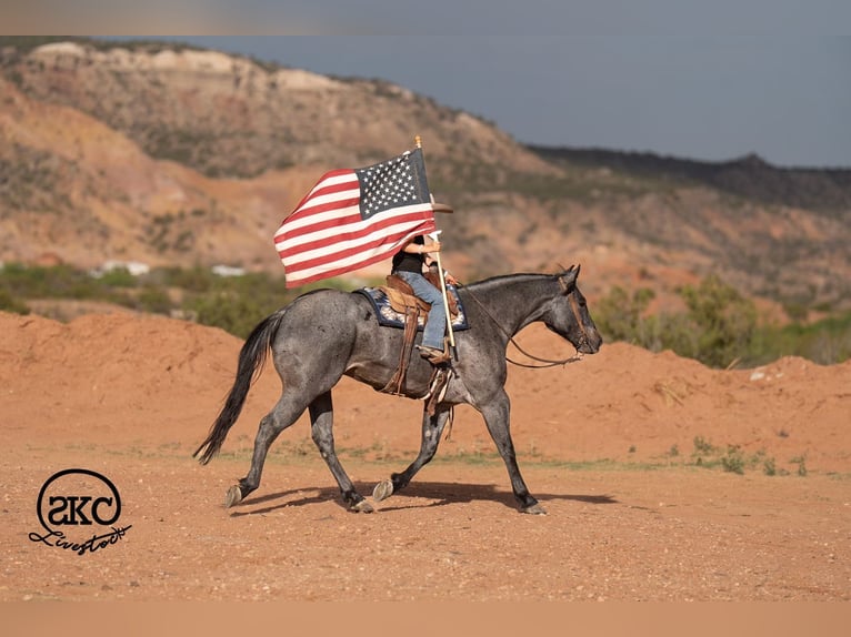 Quarter horse américain Hongre 5 Ans Rouan Bleu in Canyon