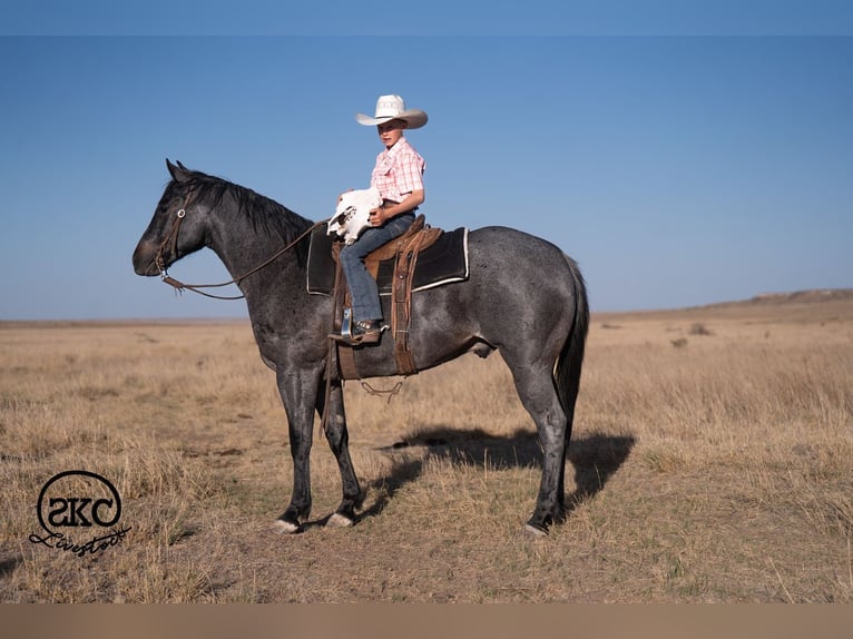 Quarter horse américain Hongre 5 Ans Rouan Bleu in Canyon