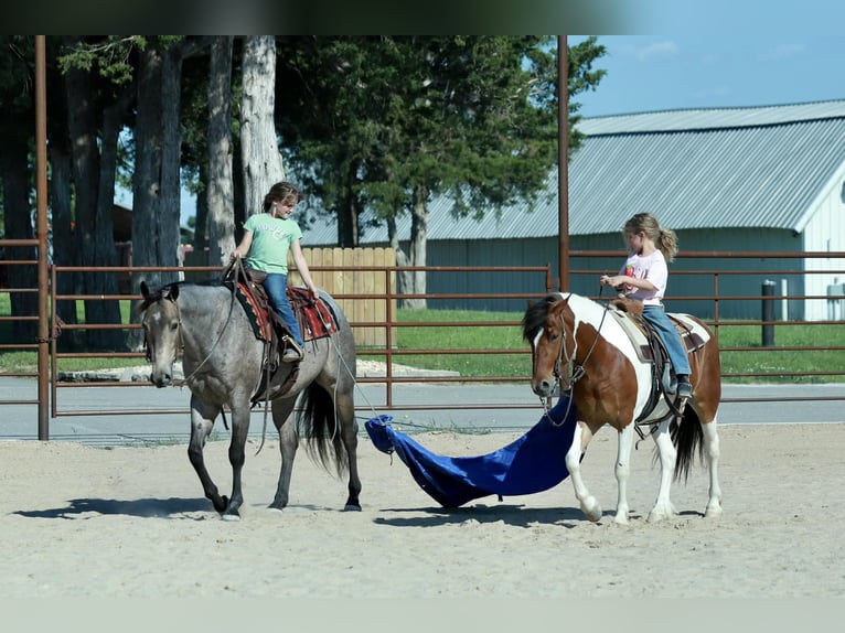 Quarter horse américain Hongre 5 Ans Rouan Bleu in Mount Vernon