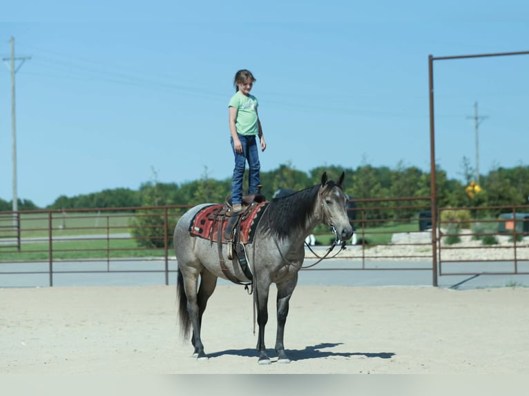 Quarter horse américain Hongre 5 Ans Rouan Bleu in Mount Vernon