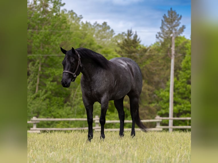 Quarter horse américain Hongre 5 Ans Rouan Bleu in Nevis