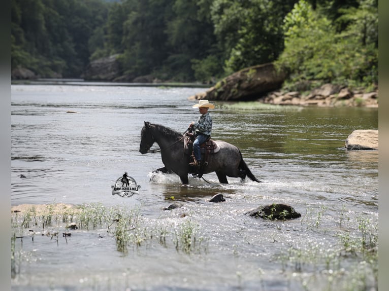 Quarter horse américain Hongre 5 Ans Rouan Bleu in Gladstone, NJ