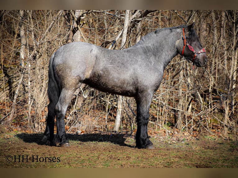 Quarter horse américain Hongre 5 Ans Rouan Bleu in Flemingsburg KY