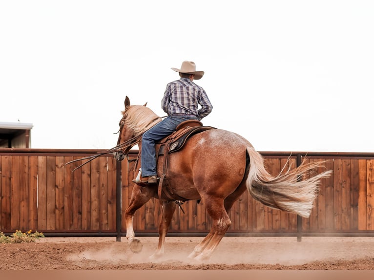 Quarter horse américain Hongre 5 Ans Rouan Rouge in Canyon